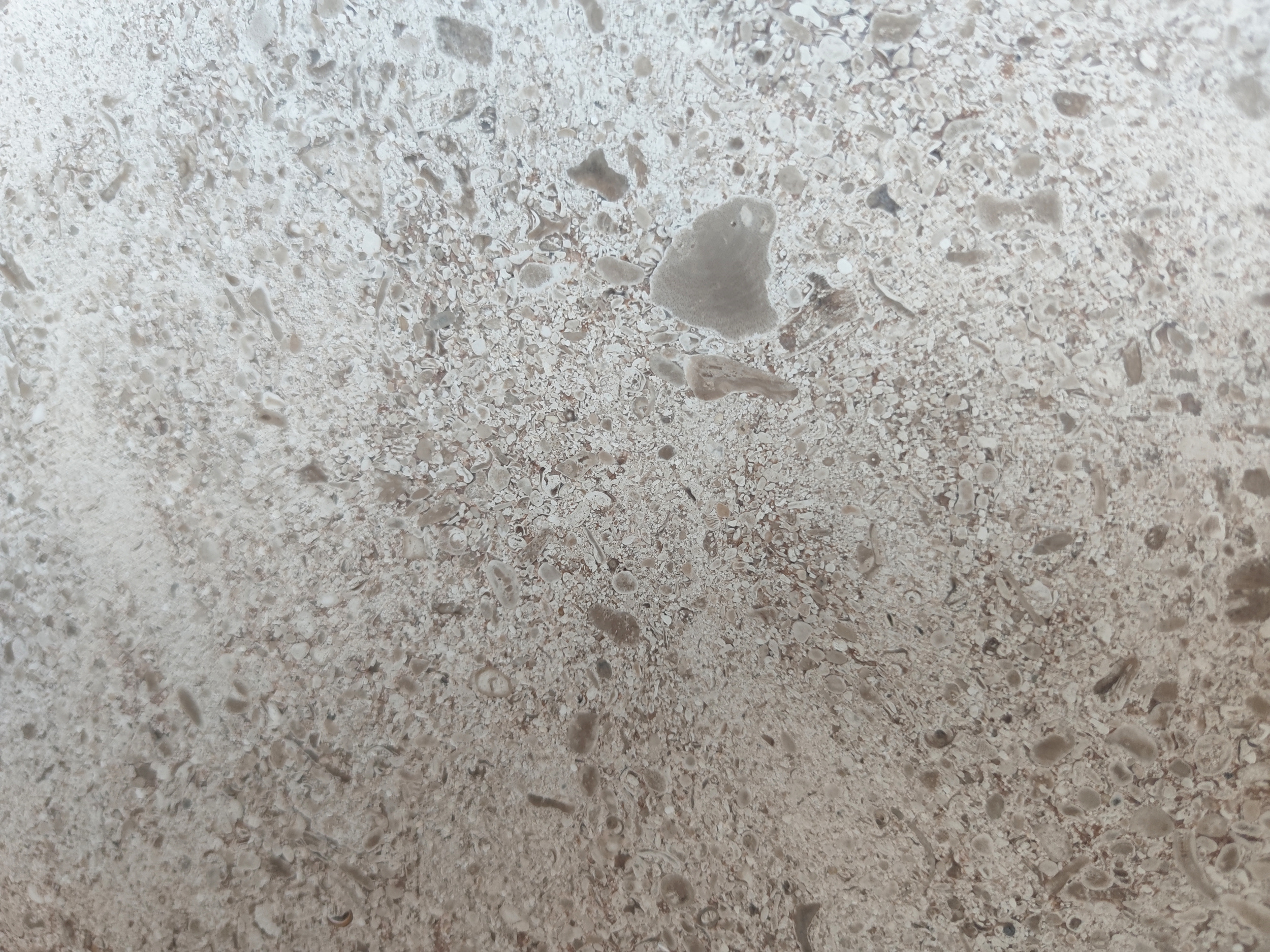 葡米大(dà)花(huā) (3).jpg